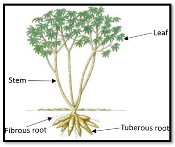 Cassava Crop